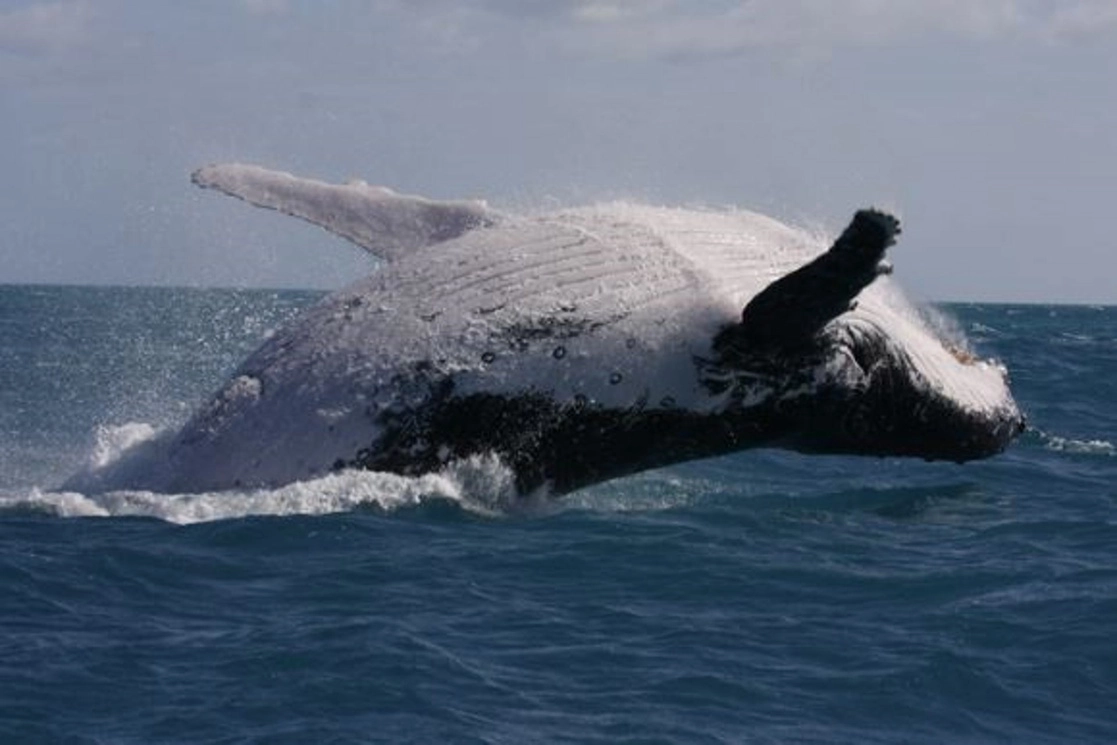 Una ballena jorobada adulta migra a lo largo de la costa oriental de Australia. Foto Europa Press