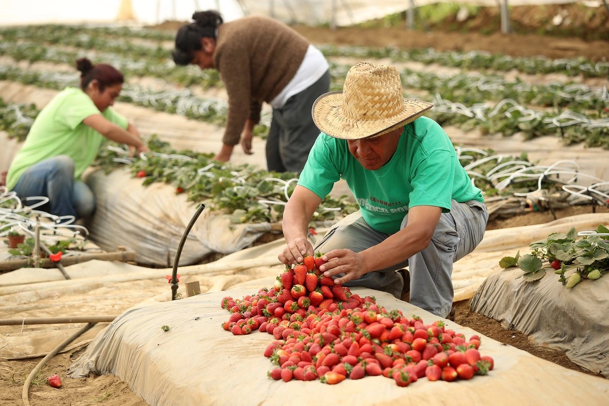 Productores de fresa en San Pablo Oztotepec, en la alcaldía de Milpa Alta.