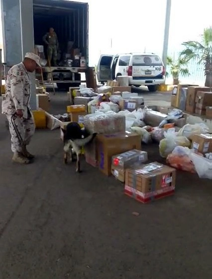El hallazgo se hizo en la terminal portuaria de Pichilingue, en La Paz, Baja California Sur, cuando tres perros entrenados revisaban la carga de un tráiler y marcaron como positivo para tres envoltorios. Foto Sedena / cortesía 