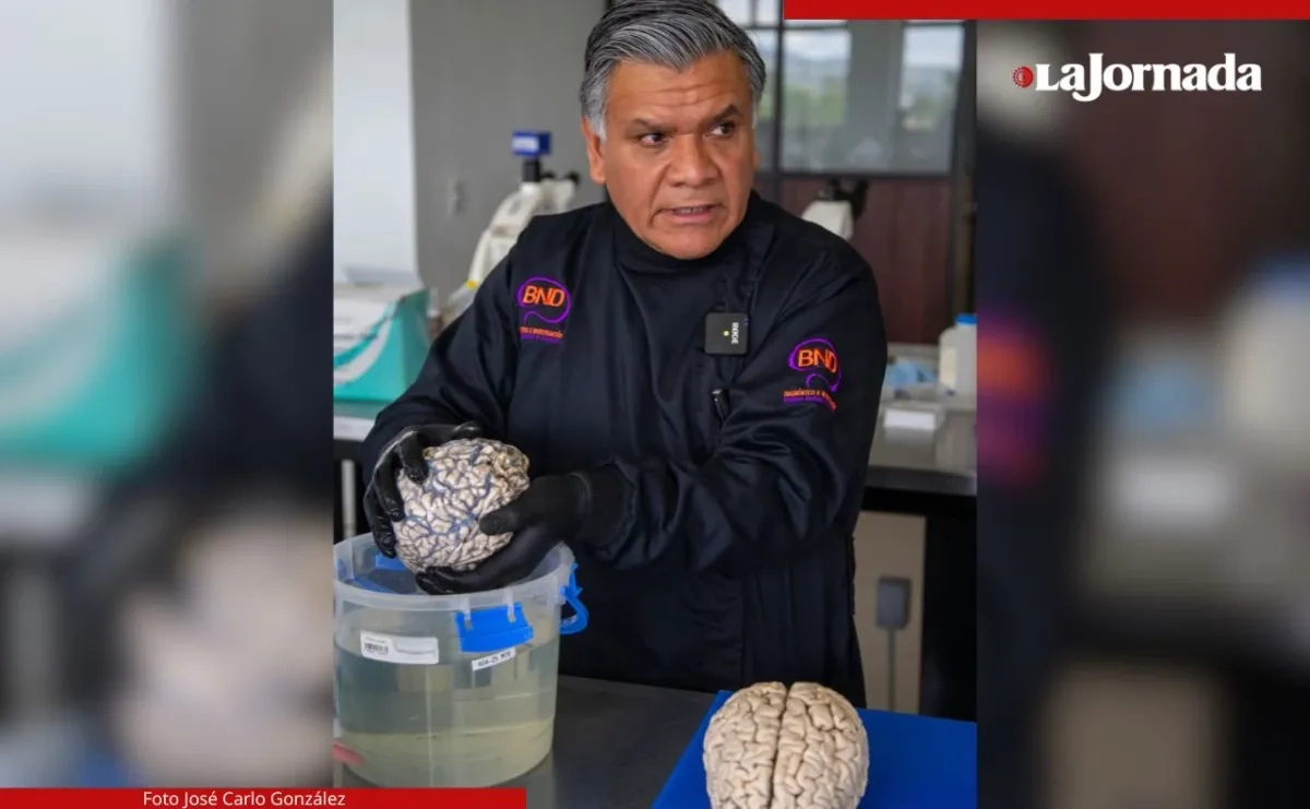 José Luna Muñoz, director y fundador del Biobanco Nacional de Demencias en la Universidad Politécnica de Pachuca, muestra dos cerebros, con encefalopatía por priones (izquierda) y otro con Alzheimer. Foto 