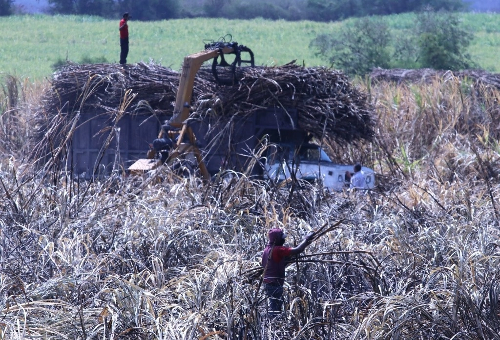 La práctica de la quema de la caña, es responsable de más del 50 por ciento de los gases de efecto invernadero que genera, y la cosecha mecanizada, acompañada con el uso de los biofertilizantes, ayudaría a eliminar entre un 70 y 80 por ciento las emisiones del cultivo. Foto Margarito Pérez Retana / Cuartoscuro / La Jornada / Archivo