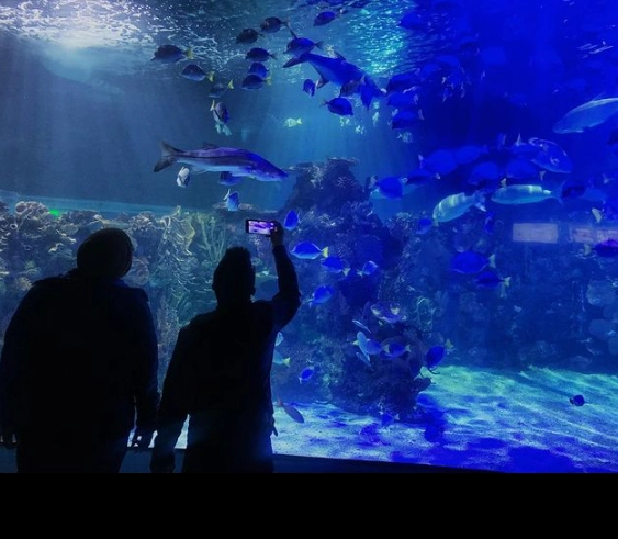Instalaciones del acuario Inbursa en imagen de archivo. Foto tomada de sus redes sociales