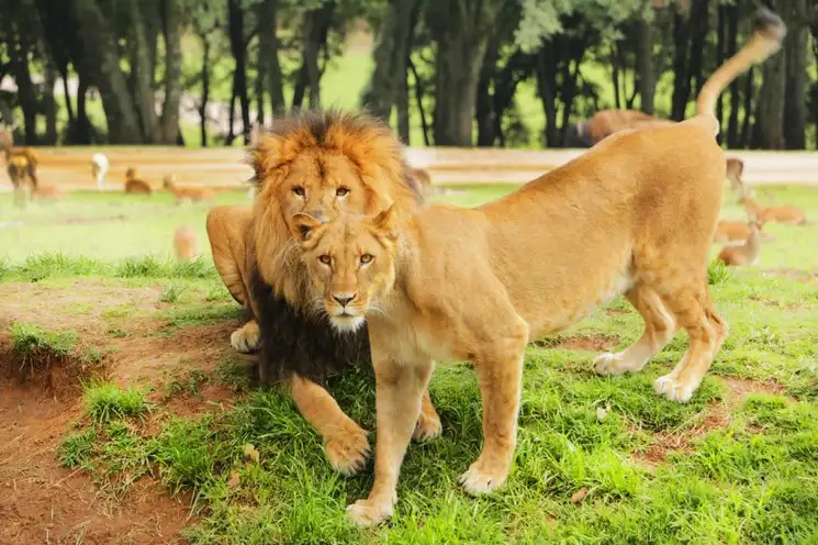 Bioparque Estrella busca recaudar  fondos para alimentar a sus animales. Foto La Jornada