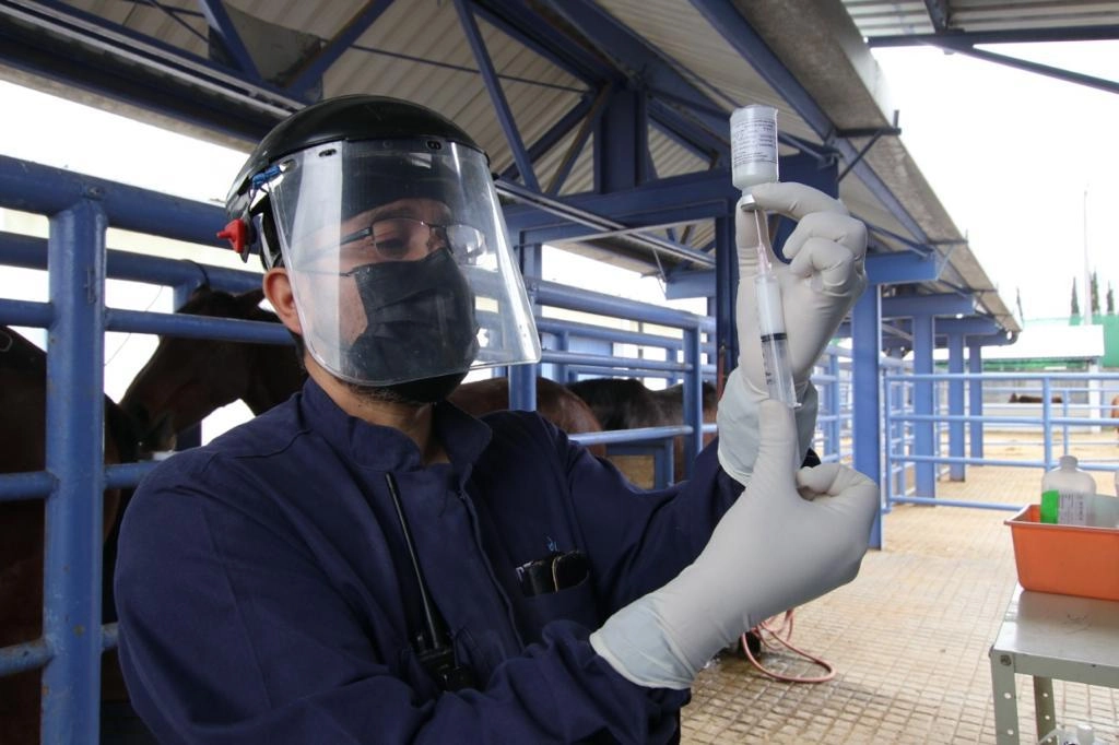 La empresa gubernamental cuenta con amplia experiencia en la producción de sueros hiperinmunes de origen equino que se utilizan en el tratamiento de diversas afecciones que comprometen la salud de los mexicanos, como envenenamientos por mordedura de serpientes o picadura de alacranes. Foto cortesía de Birmex 