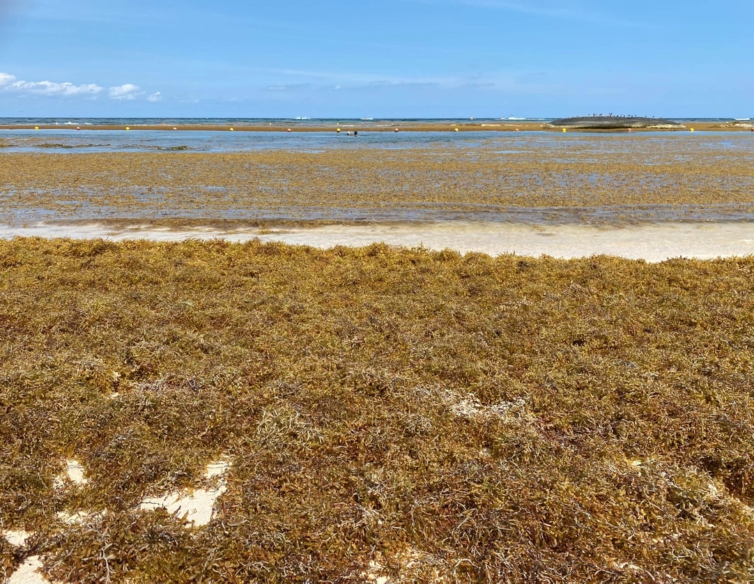 La playa del hotel Bahía Príncipe, en Tulum, Quintana Roo, ha sido invadida por el sargazo. Foto ‘La Jornada’