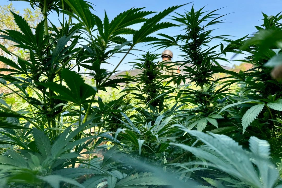 También piden que se permita el autocultivo legal.