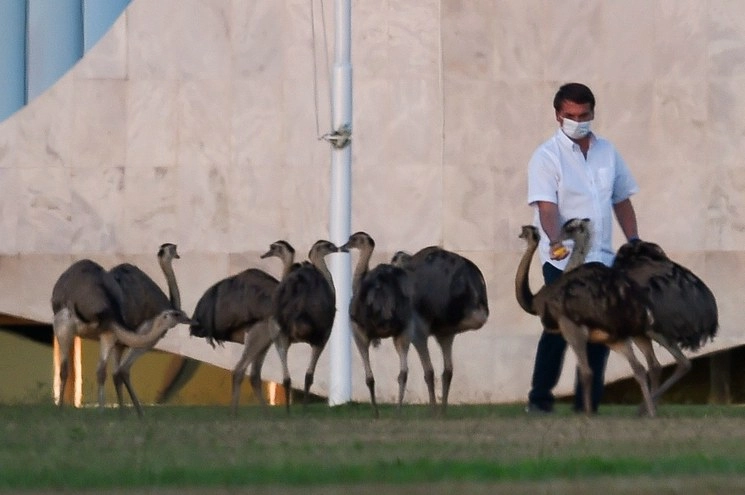 El presidente de Brasil, Jair Bolsonaro, alimenta a los emús afuera del Palacio de la Alvorada. Foto Afp