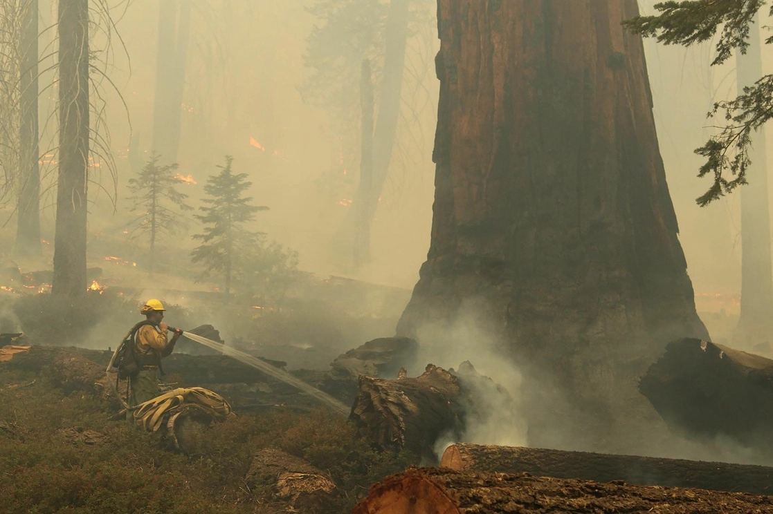 Cientos de bomberos luchan para proteger varias de las gigantes secuoyas que se encuentran en peligro debido a los incendios fuera de control registrados en California. Foto Afp
