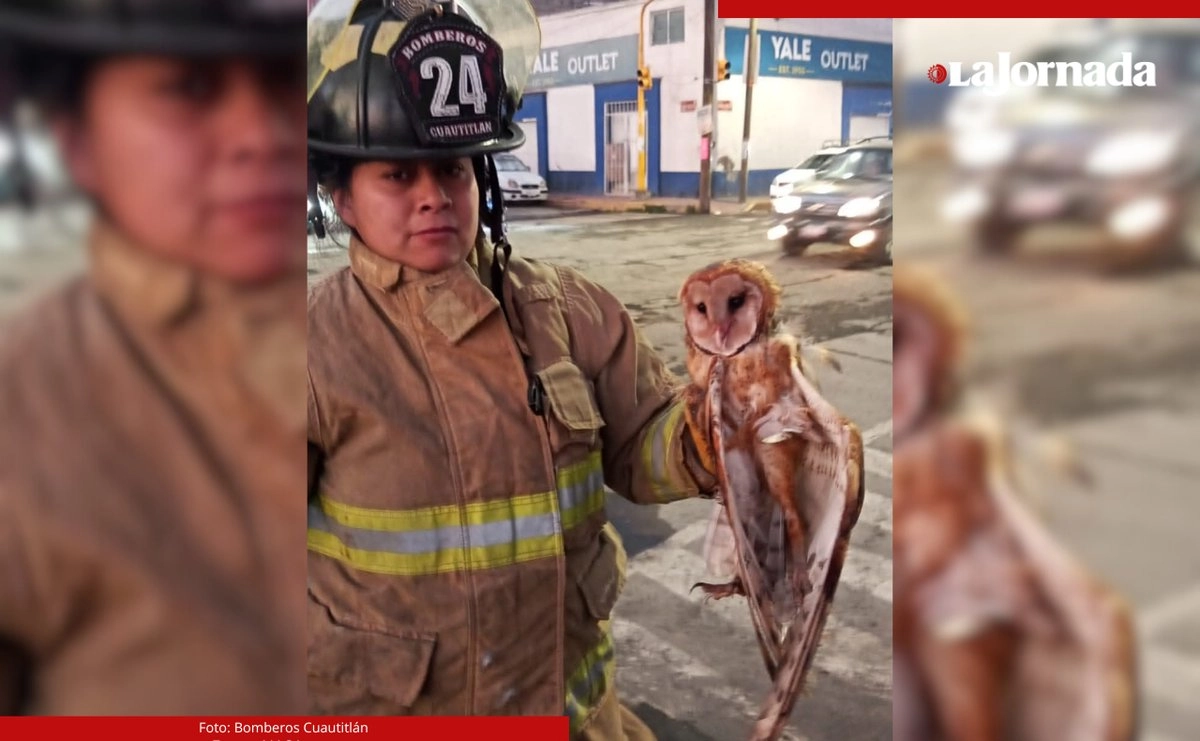 Personal de rescate encontró atorada en el poste de un semáforo un ejemplar de lechuza campanario. Foto