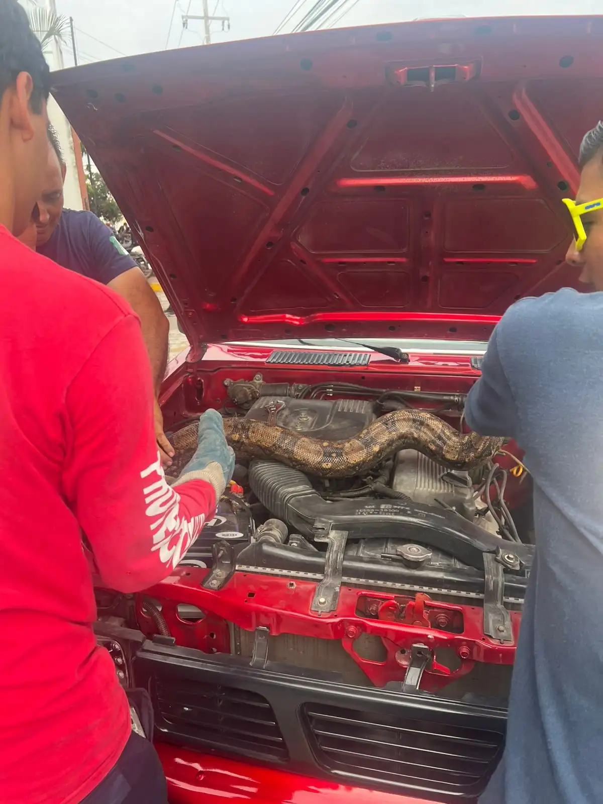 Tras varios minutos y con la participación de diferentes elementos, el reptil fue sacado del motor y resguardado. Foto