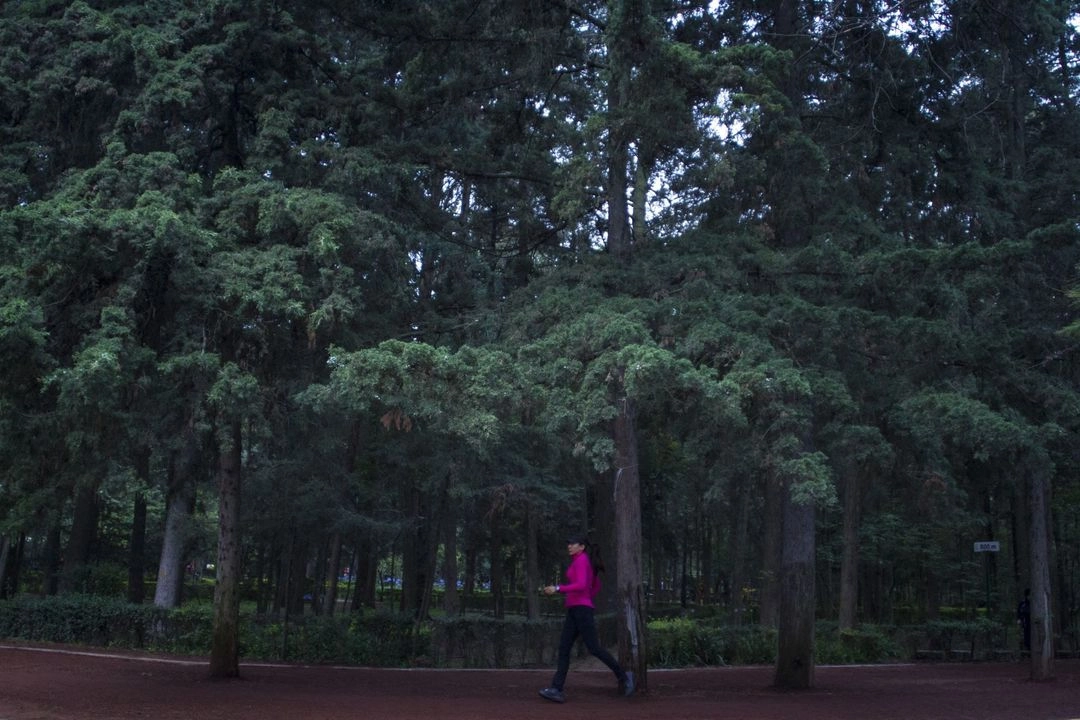 El bosque de Tlalpan se encuentra en buen estado gracias a la protección que han realizado grupos sociales. Foto 