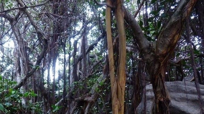 Lianas proliferan en un bosque tropical. Foto 
