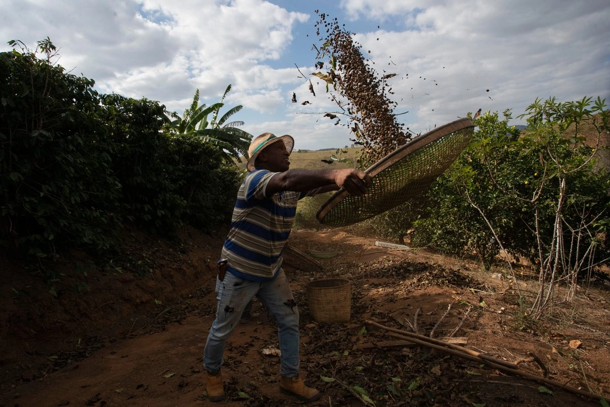 Brasil, el mayor productor de café del mundo, redujo el volumen exportado en los primeros diez meses del año, pero aun así incrementó su facturación en más de 27 por ciento, impulsado por el fuerte encarecimiento internacional del grano. Foto