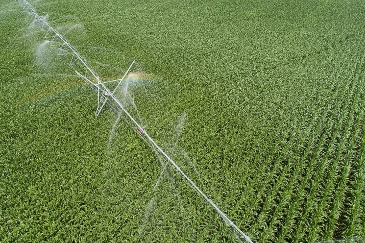 Riego de un campo de maíz. Foto Afp