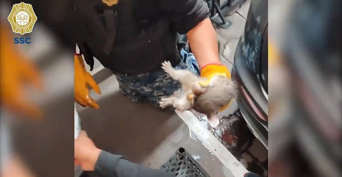 El cacomixtle fue rescatado en el estacionamiento de un restaurante en la colonia Nápoles, alcaldía de Benito Juárez. Foto Tomada del video publicado en el Twitter @SSC_CDMX
