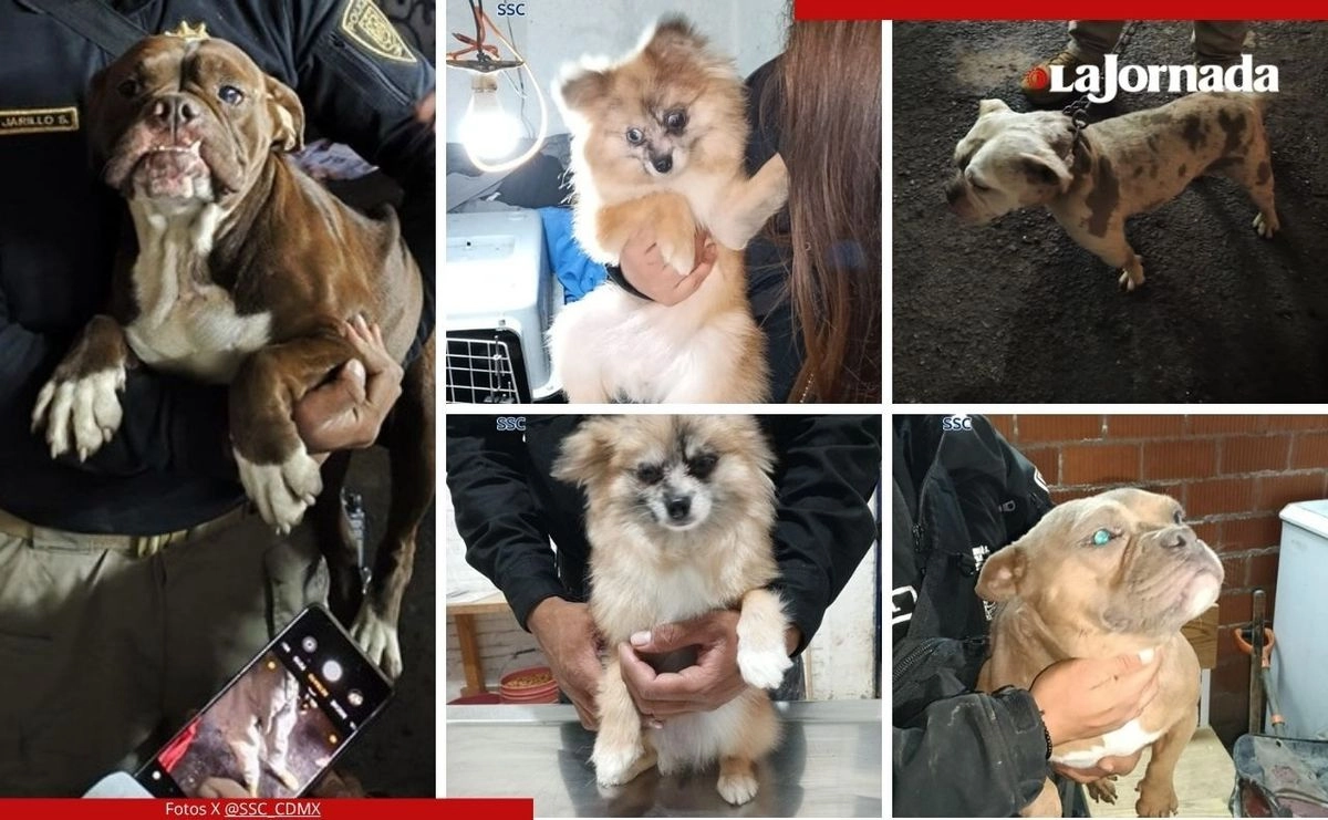Los cinco perros fueron rescatados de un inmueble de la alcaldía Cuauhtémoc durante un cateo realizado por La Brigada de Vigilancia Animal de la SSC en coordinación con personal de la FGJ CDMX. Fotos 