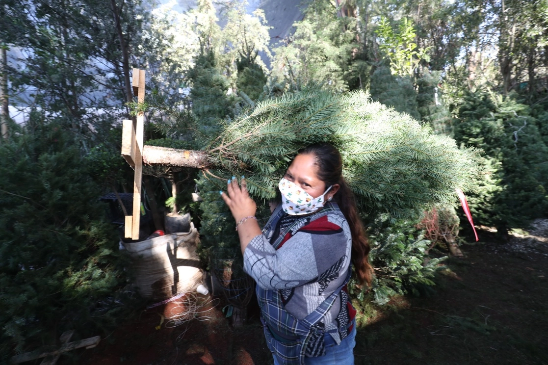 Cientos de capitalinos han acudido al mercado de plantas Madreselva para adquirir nochebuenas y el tradicional arbolito. Los más caros son los pinos canadienses, pero también se expenden los de la demarcación y algunos del Ajusco a precios accesibles. Locatarios señalaron que se han comercializado 80 por ciento de las unidades. Foto Luis Castillo