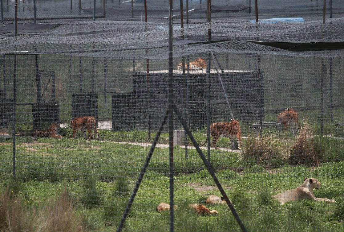 Se encontraron casi 200 felinos y otras especies abandonadas en malas condiciones físicas. Foto Alfredo Domínguez