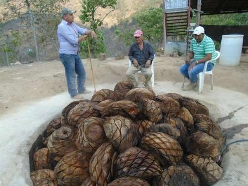 Mezcaleros del municipio de Coyuca de Catalán, en la sierra de Guerrero, aguardan junto al horno donde cocerán las piñas de maguey para la elaboración del destilado. Foto La Jornada / Archivo