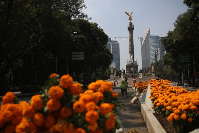 Trabajadores del gobierno de la CDMX colocan flor de cempasúchil en Paseo de la Reforma. Foto Yazmín Ortega Cortés / Archivo
