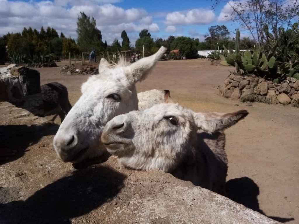 En el estado de México se lanzó una campaña para apoyar la conservación y dignificación de los burros. Foto Javier Salinas