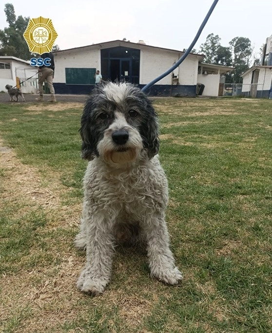 Los peluditos fueron trasladados rápidamente a las instalaciones de la Brigada ubicadas en la demarcación territorial de Xochimilco, donde fueron valorados y atendidos por los médicos veterinarios zootecnistas. Foto @SSC_CDMX