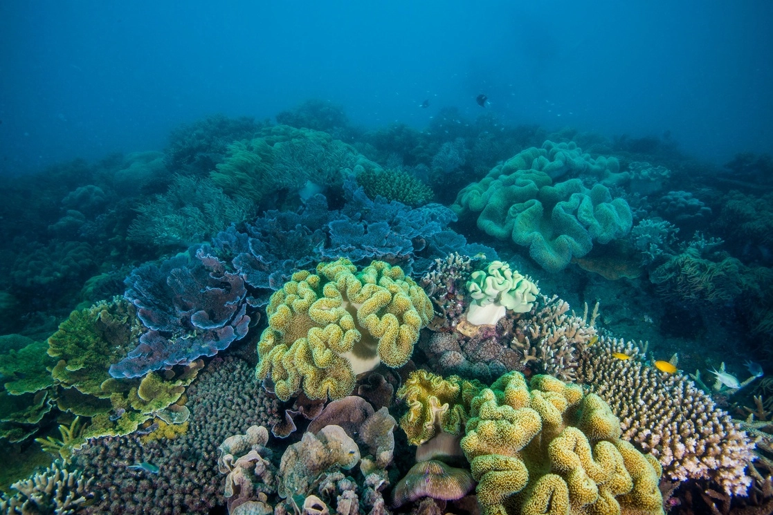 "Los arrecifes de coral se encuentran entre los ecosistemas más vulnerables al clima", dijo el investigador Scott Condie. Foto tomada del Facebook de @greatbarrierreeffoundation / Archivo