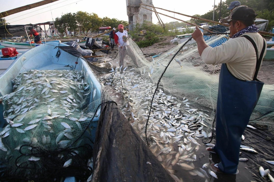 Oceana informó que existe una petición para exigir a Conapesca la aprobación de una Norma de Trazabilidad para saber qué llega a los platos y combatir la pesca ilegal. Foto Cuartoscuro 