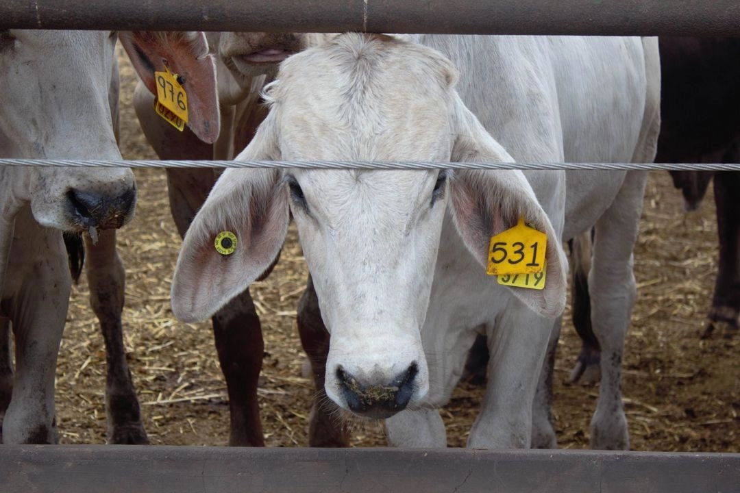 El servicio Nacional de Sanidad e Inocuidad Alimentaria buscará un acuerdo con autoridades de EU para reabrir la frontera al ganado antes de la fecha fijada. Foto 