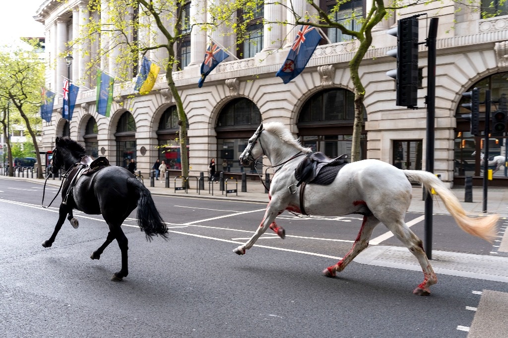 Military horses cause chaos in central London, England