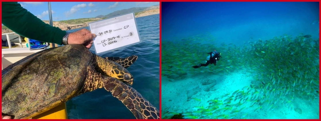 Integrantes de la Asociación Civil Amigos para la Conservación de Cabo Pulmo realizaron en noviembre pasado un recuento de tortugas en el parque nacional marino del mismo nombre ubicado en el sureste de Baja California Sur, donde el buceo es una de las principales actividades turísticas. Foto tomadas de @pulmoamigos y @UABCInstitucional