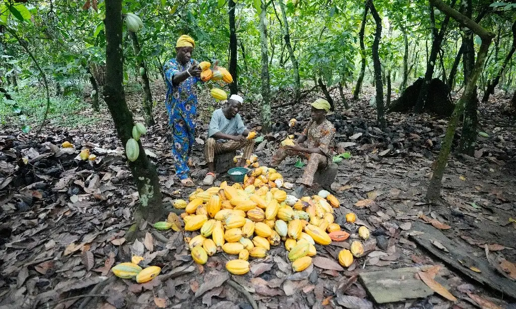 Agricultores rompen mazorcas de cacao dentro de la zona de conservación de la Reserva Forestal de Omo en Nigeria. Foto Ap