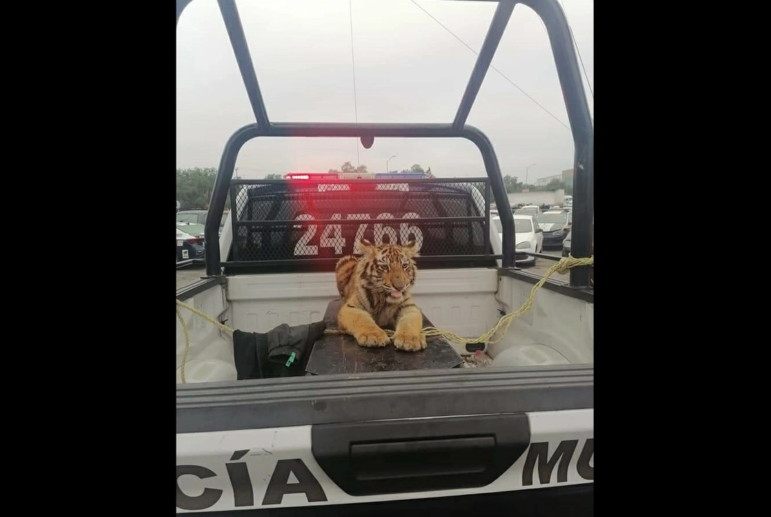 El cachorro de tigre fue hallado por policías municipales en la calle Bosque de Chopo en la colonia Lomas del Bosque.  Foto Tomada del FB @GobIzcalli 