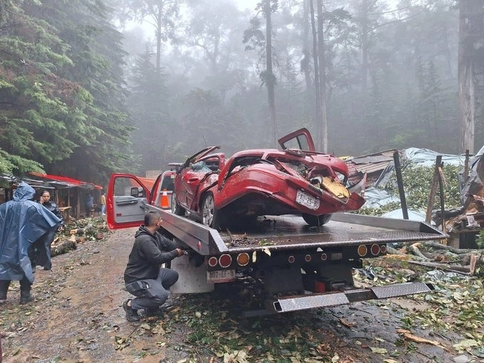 Un vehículo particular con placas de Morelos fue aplastado por un árbol en El Carmen, en Tenancingo, Edomex. Foto Tomada de redes sociales