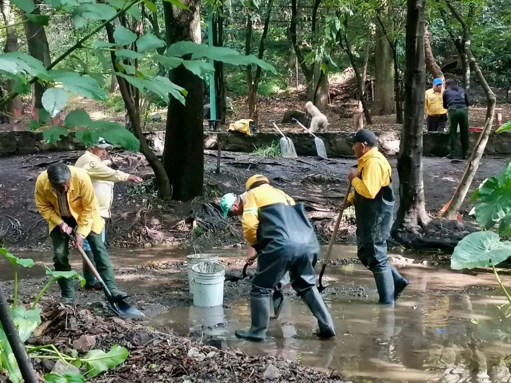 Entre las políticas para la protección del suelo de conservación, la Comisión de Recursos Naturales y Desarrollo Rural ha dado mantenimiento a las zonas de valor ambiental, tal es el caso del Parque Nacional Fuentes Brotantes, donde se llevan a cabo tareas de desazolve de lodo y materia orgánica del humedal. Foto ‘La Jornada’