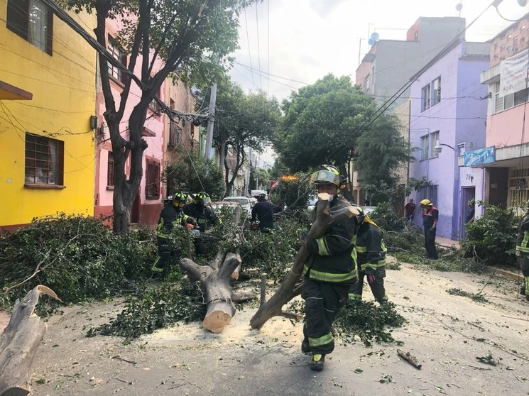Bomberos y personal de Protección Civil atienden una emergencia tras la caída de un árbol en la colonia Obrera, en Ciudad de México. Foto Victor Camacho
