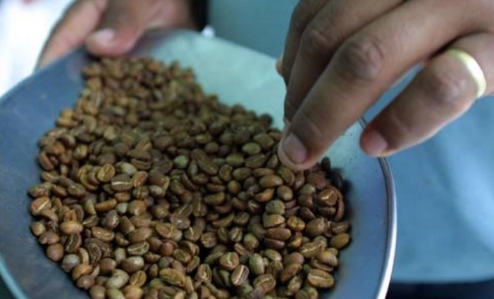 Los problemas de producción relacionados con el mal tiempo en Brasil y Vietnam han provocado que la oferta mundial sea inferior a la demanda. Foto Víctor Camacho / archivo