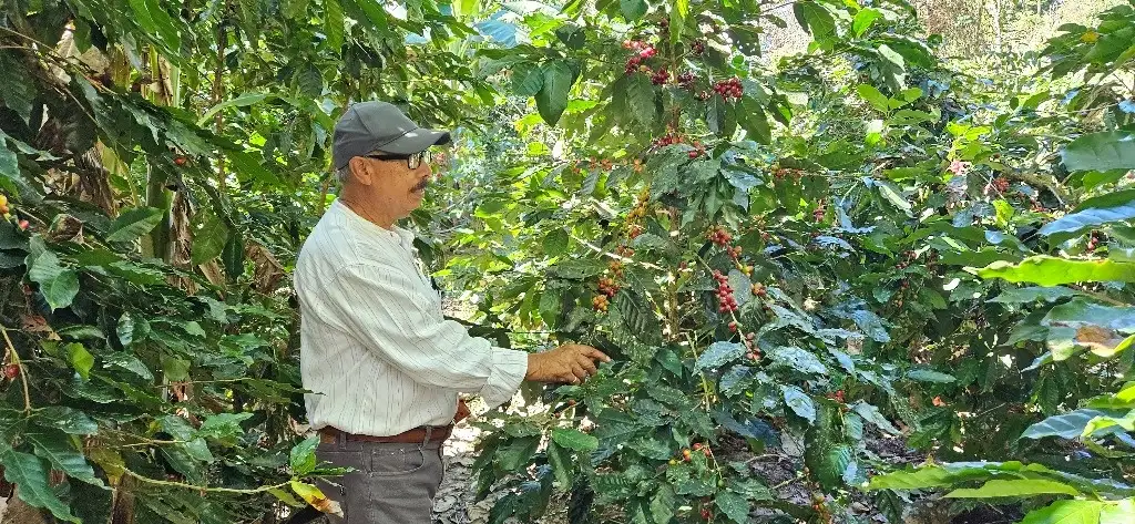 Ignacio Mejía Catalán, comisario ejidal de El Paraiso, municipio de Atoyac de Álvarez, Guerrero, durante un recorrido por la huerta El Bienestar de la Finquita, junto con Abel Vázquez Rodríguez, presidente del consejo de vigilancia de ese núcleo agrario. Ambos pidieron apoyo del gobierno federal para comercializar y hacer frente a la plaga de roya, la falta de mano de obra y los bajos precios. Foto Sergio Ocampo