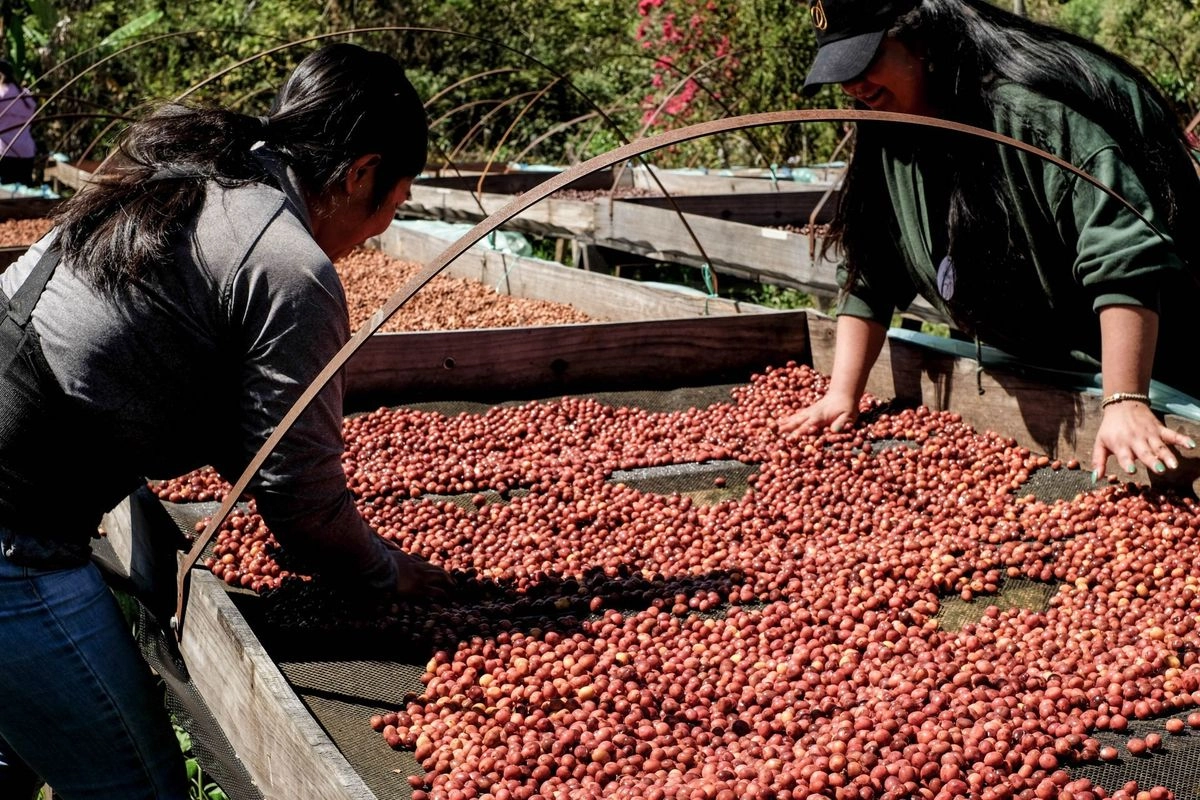 Denunciaron que en los últimos años las importaciones de café de menor calidad  hacia México han ido en aumento, lo que impacta de manera negativa a los productores nacionales, pues se trata de una competencia desleal.