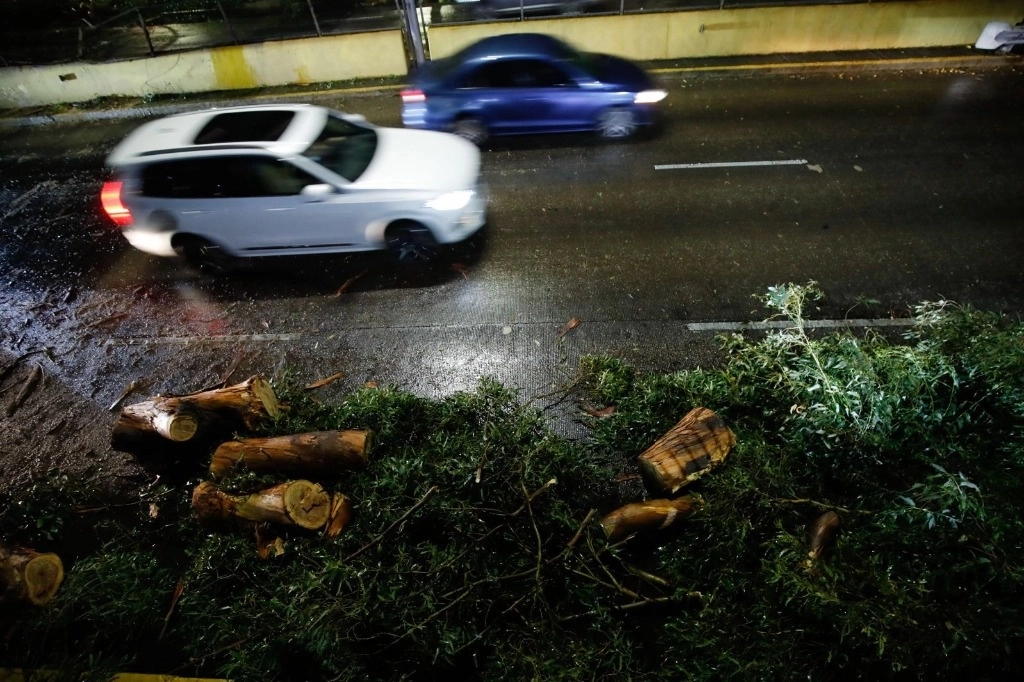 Hubo otro árbol caído en Churubusco. Foto: Cristina Rodríguez