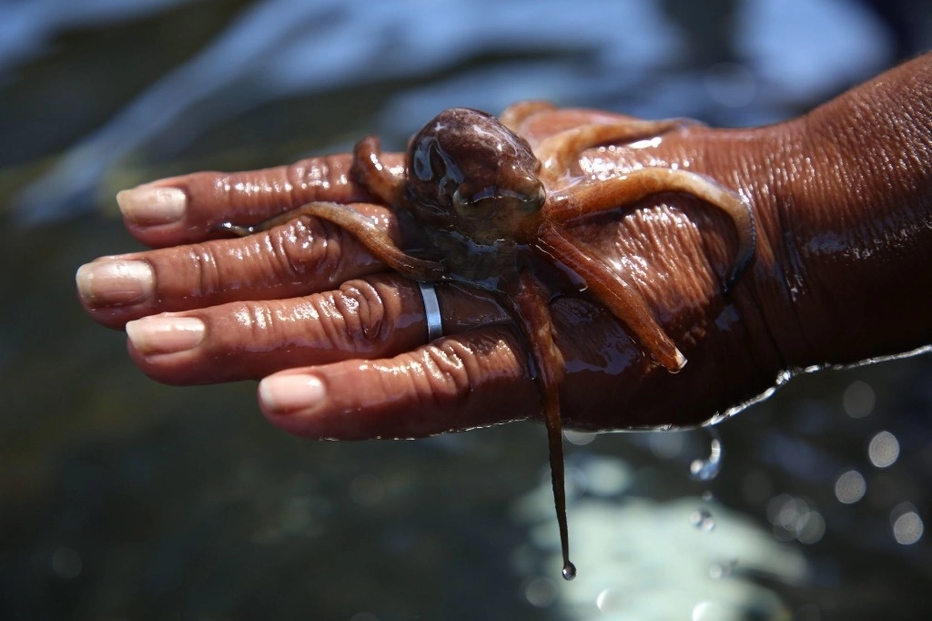 El 'octupus maya' se desarrolla bien en la Península de Yucatán, ya que es bañado por una corriente de agua fría proveniente del Caribe. Foto Cuartoscuro / Archivo