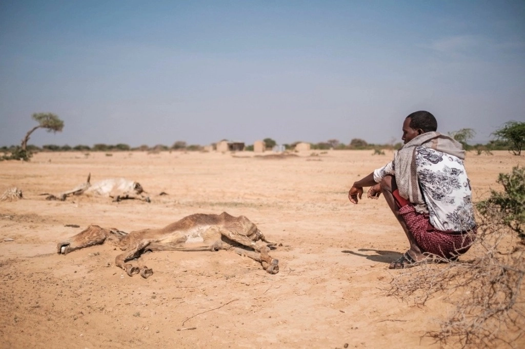 Aspectos de la sequía en África. Foto Afp/ archivo