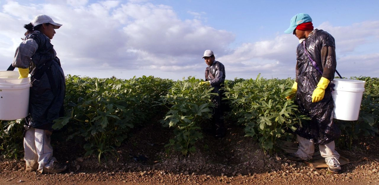 Trabajadores agrícolas mexicanos en Homestead, Florida. Los migrantes pagarán un impuesto de 3.5 por ciento, según el proyecto de ley que avanza en el Congreso de EU.