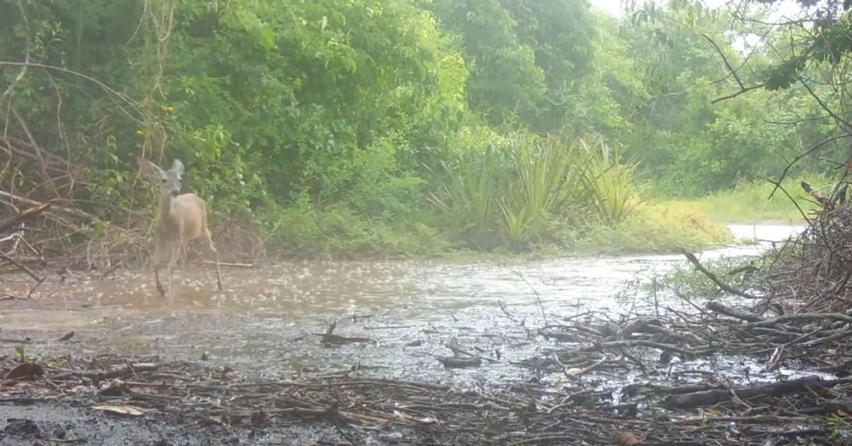 Una cámara trampa captó imágenes de jaguares y venados paseando en reserva natural La Papalota en Nayarit. Foto 