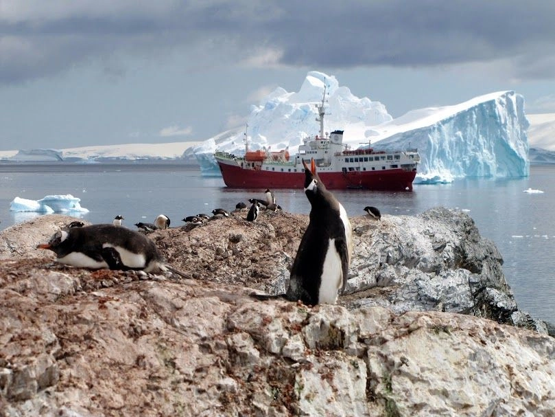 Las aves en la Antártica se han reducido en casi una cuarta parte por el calentamiento global, según una investigación, la cual advirtió que las pérdidas eran mucho peores de lo que se imaginaba. Foto