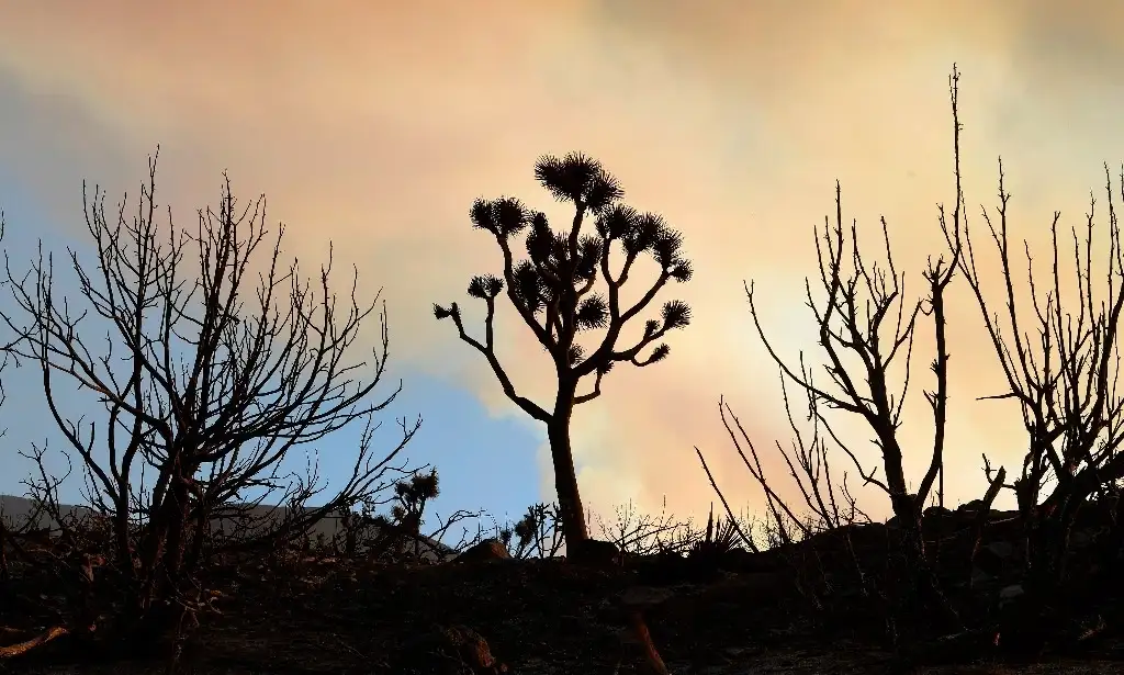 El cambio climático ha acelerado el calentamiento global y alterado el clima. Foto Afp