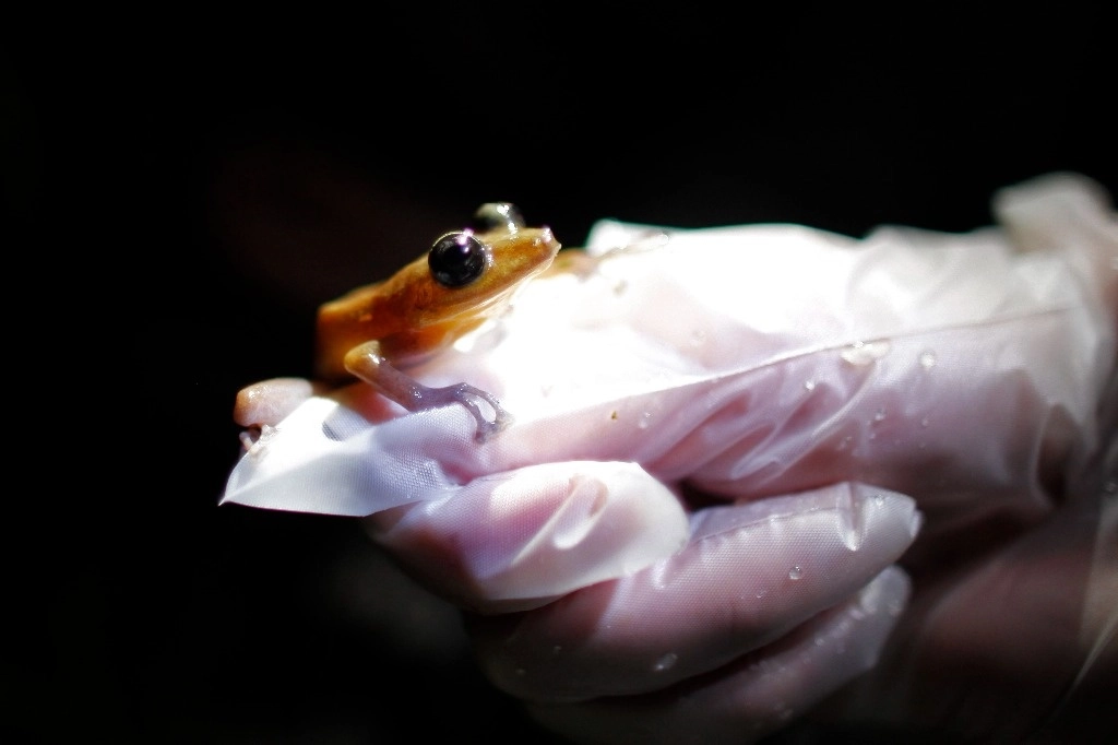 Animales como sapos, ranas, salamandras y otras criaturas de sangre fría, capaces de vivir en agua y en tierra, son muy vulnerables a los cambios medioambientales, ya que no tienen plumas, pelos ni escamas para protegerse. La imagen, de 2013. Foto Ap
