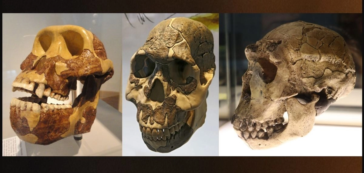 Cronológicamente, desde la izquierda, las muelas de los ancestros humanos se alargaron a lo largo de milenios para seguir una dieta rica en plantas herbáceas con un alto contenido en carbohidratos.. Los homínidos comenzaron a consumir plantas herbáceas antes de tener la dentadura ideal para ello, según un estudio que proporciona la primera evidencia del registro fósil sobre el impulso conductual. 