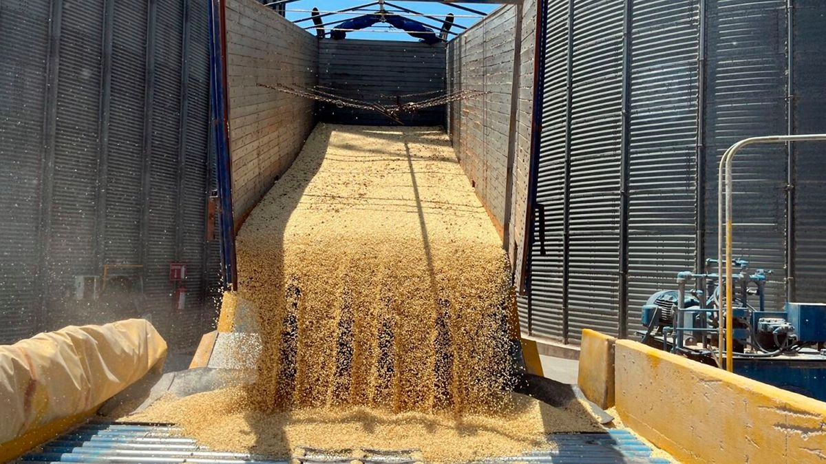 Productores solicitaron a las autoridades federal ejercer acciones concretas para frenar la importación de maíz blanco. Foto 