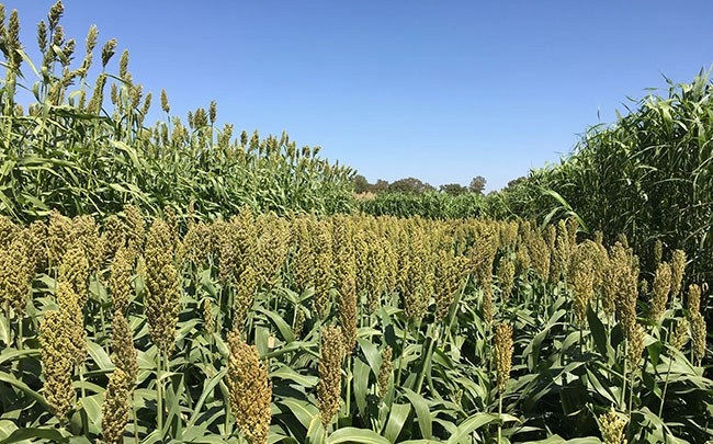 Cultivo de sorgo. Foto agroverdad.com.ar